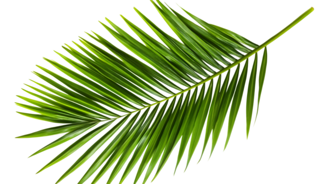 Tropical lush green leaf of palm tree isolated on white background. AI Generated Images