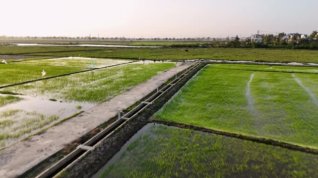 Flying over rice fields, Hoi An, Vietnam, close up shot - (4K)
