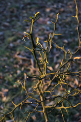 Trifoliate plant in the garden on winter. Poncirus trifoliata bush with no leaves