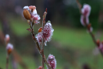 Close-up of blooming Japanese Willow pink flowers covered by raindrops. Salix gracilistyla 'Mt. Aso' on early springtime