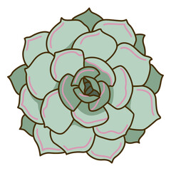Obraz premium Succulent: A beautifully drawn succulent, its fleshy leaves arranged in a perfect rosette, captures the essence of nature's artistry. It evokes tranquility, and the elegance of botanical form.