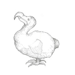 ドードー鳥の手描きイラスト © 鳥獣ギガ