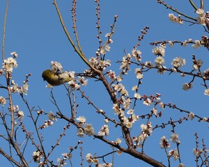 開花した梅の花とメジロ