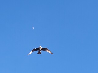 Seagull Soaring in the Sky Over Stockholm, Sweden