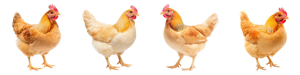 Fototapeta premium A group of chickens including roosters and hens standing together in a traditional farmyard setting with a natural rustic environment