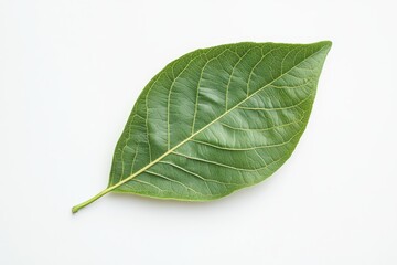 Obraz premium Single vibrant green leaf (1)