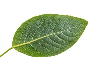 Obraz premium Close-up of a vibrant green leaf. Healthy leaf exhibiting distinct veins