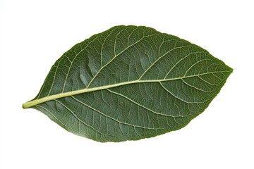 Obraz premium Close-up of a single, vibrant green leaf. Detailed vein structure visible