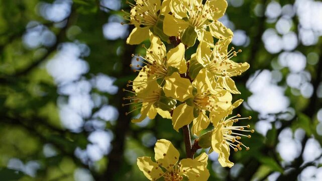 Close-up of beautiful blooming Ochna Integerrima flowers on branches against blurred green bokeh background