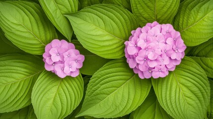 Close up view of two light pink hydrangea blossoms nestled among vibrant green leaves. The image is sharply focused, showcasing the intricate details of the flowers and leaves.