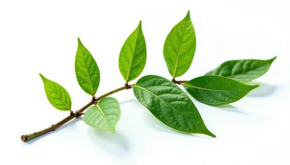 Obraz premium Single branch with intricate details on white background, isolated, foliage