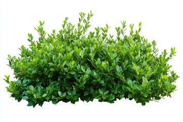 Lush green shrub, isolated on white background.  Dense foliage, various leaf sizes.  Ideal for landscaping projects