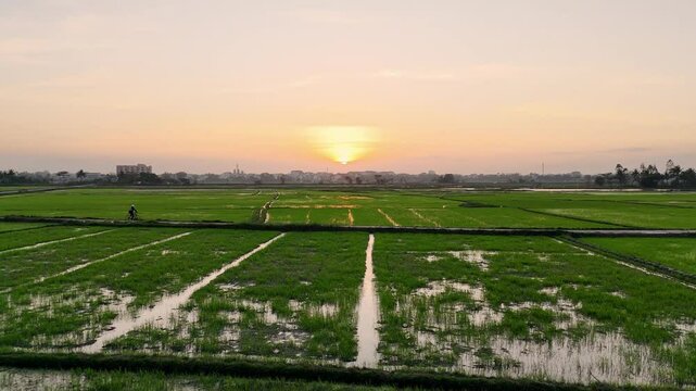Flying over rice fields, Hoi An, Vietnam -  flying low - (4K)