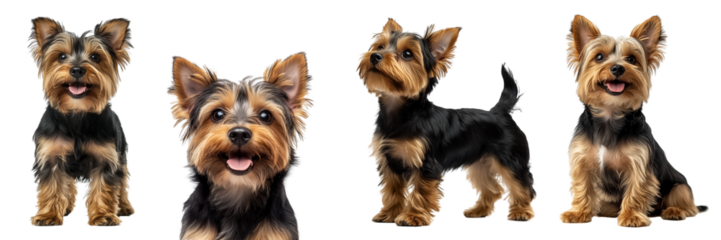 Cute Yorkshire Terrier collection on transparent background