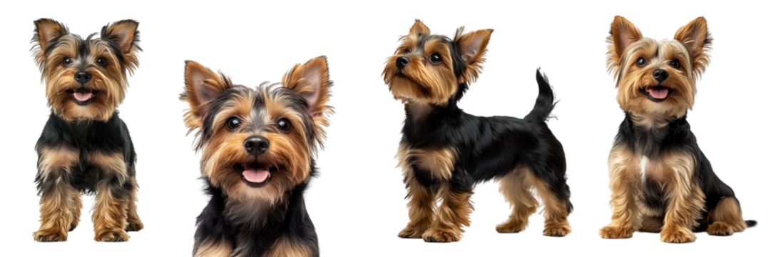 Cute Yorkshire Terrier collection on transparent background