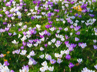Obraz premium Spring flowers. Plants as a background. Natural background and texture. Photo for wallpaper, postcard, background.