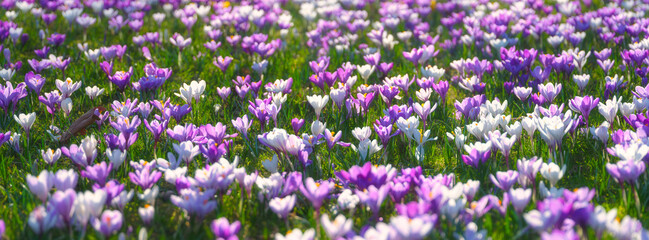 Obraz premium Spring flowers. Panoramic composition. Plants as a background. Natural background and texture. Photo for wallpaper, postcard, background.