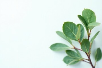 Fototapeta premium Sprigs of eucalyptus against a clean and crisp white surface, foliage, botanical, greenery