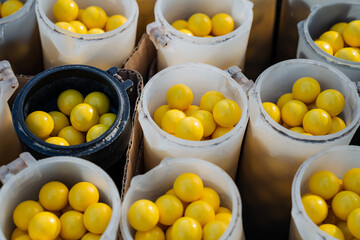 A bunch of buckets filled with yellow balls