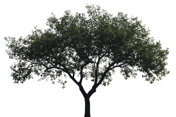 Fototapeta premium Isolated tree silhouette against white background. Lush green foliage with a dark trunk