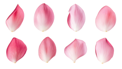 eight pink rose petals arranged in two rows showcasing their delicate textures and varying shades it highlights the beauty of nature and can be used for design or decoration purposes