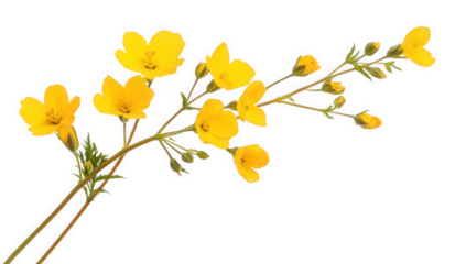 stem of bright yellow flowers with multiple blossoms and buds showcasing nature's beauty and vibrancy perfect for floral arrangements or as a symbol of joy and warmth