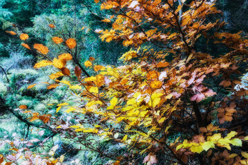 autumnal landscape inside Val di Mello, Sondrio, Italy
