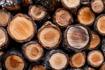 Stack of round wooden logs showing various textures and colors of the wood grain