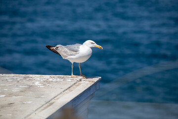 seagull on the pier