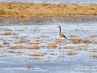 Greylag goose on the shore