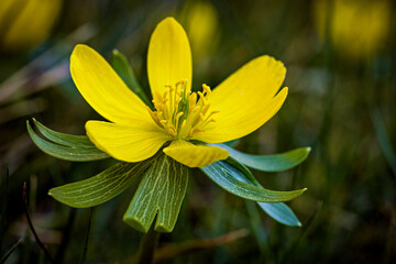 a winter aconite in the springtime
