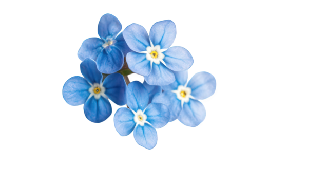 a cluster of delicate blue flowers featuring five petals with a pale yellow center arranged artistically against a clean white background emphasizing their beauty and fragility
