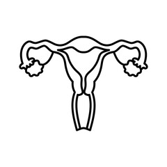 Uterus