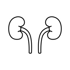 Kidney
