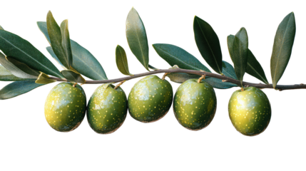 Olive Branch Bounty: a close-up shot of a fresh olive branch, brimming with ripe, green olives. The olive branch is a symbol of peace and prosperity.