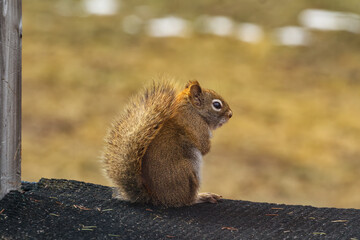Red squirrel perched on a rustic deck