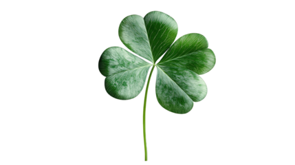 Shamrock of Luck: a vibrant shamrock, its three heart-shaped leaves exuding freshness, symbolizing luck, and a touch of natural elegance.
