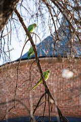 Three Green Monk Parakeets Perched on Bare Tree Branches in Madrid, an Invasive Species in the...