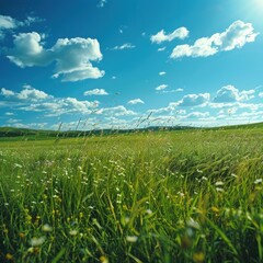Sunny, grassy field under a partly cloudy sky