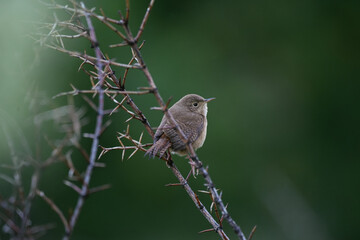 Adorable tiny bird named Northern house wren posing on a thorny branch