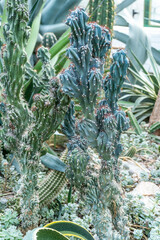 Fototapeta premium Cacti of different types, shapes and sizes. Succulent plants. Flowers with thorns. Cactus