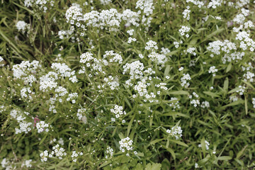 white flower on green foliage background