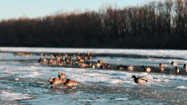 Spring weather in winter on a lake with wild ducks and birds swimming in icy water. Glacial ice chunks in the wild with animals and sun rays. Global warming and pressed water