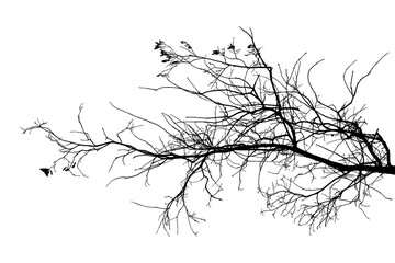 Illustration of natural oak branches on white background