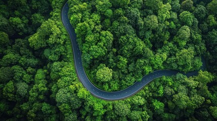 Aerial View of a Winding Road Through a Lush Green Forest Surrounded by Vibrant Foliage and Natural Light