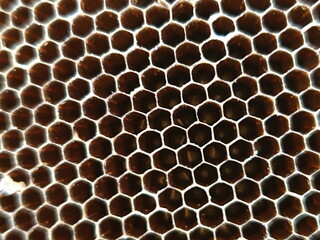 Beehive Macro Shot of Individual Cells - Notice the uniformly Hexagonal shape of the cells.