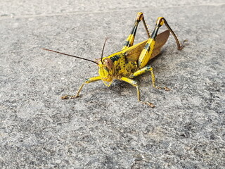Yellow Javanese Grasshopper (Valanga nigricornis), moving forward step by step.