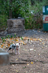 Baby pig by the sea, on the beach, in Curacao on the Caribbean.