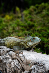 The most famous animal from Curacao, the iguana. Resting on a rock. © Rob