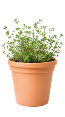 A thyme herb plant in a terracotta pot, its small green leaves creating a fresh and aromatic display, fully isolated, transparent background, Generated AI
